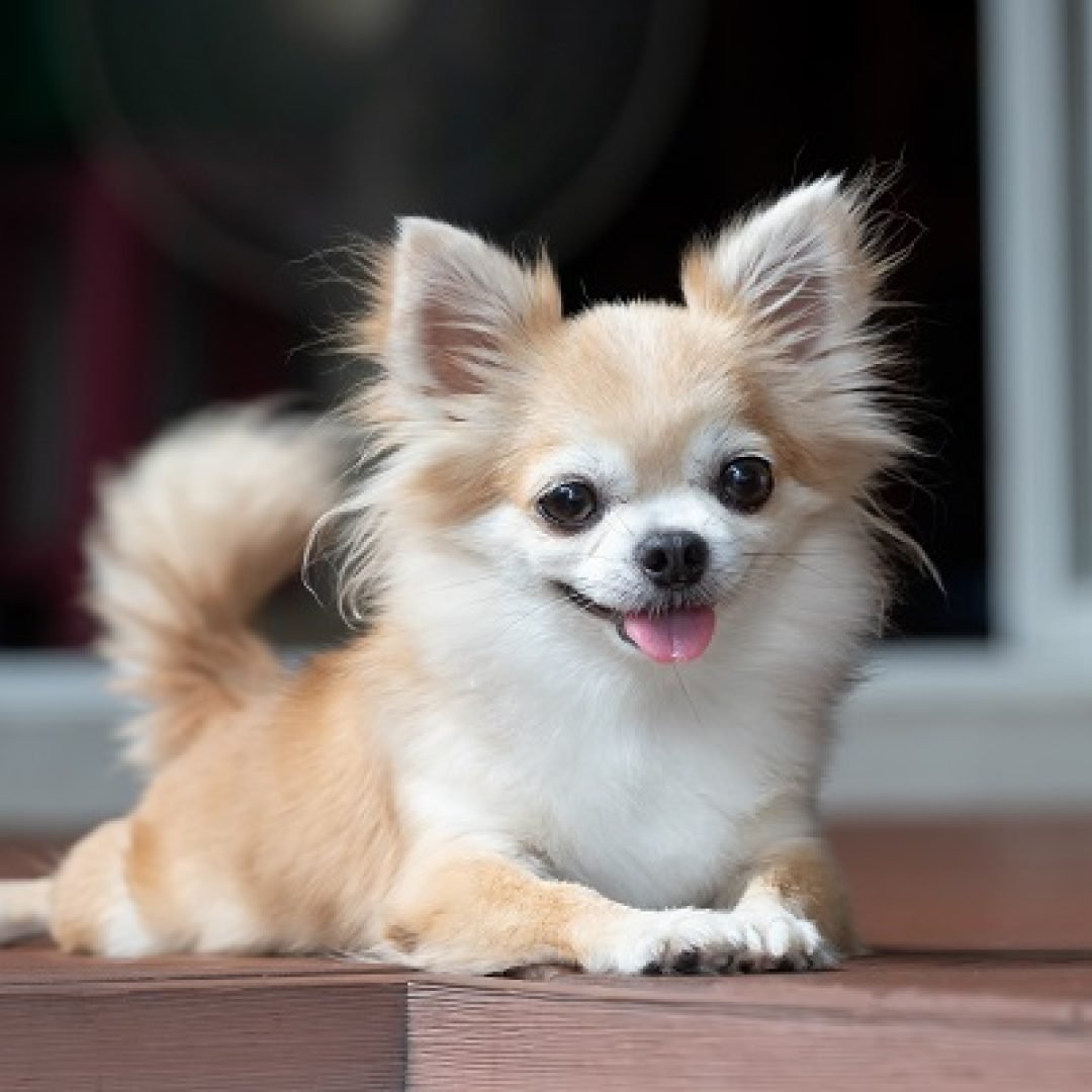 brown chihuahua sitting on floor. small dog in asian house. feeling happy and relax dog.